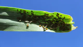 Опрыскайте от тли: лучшее средство, есть в каждом доме