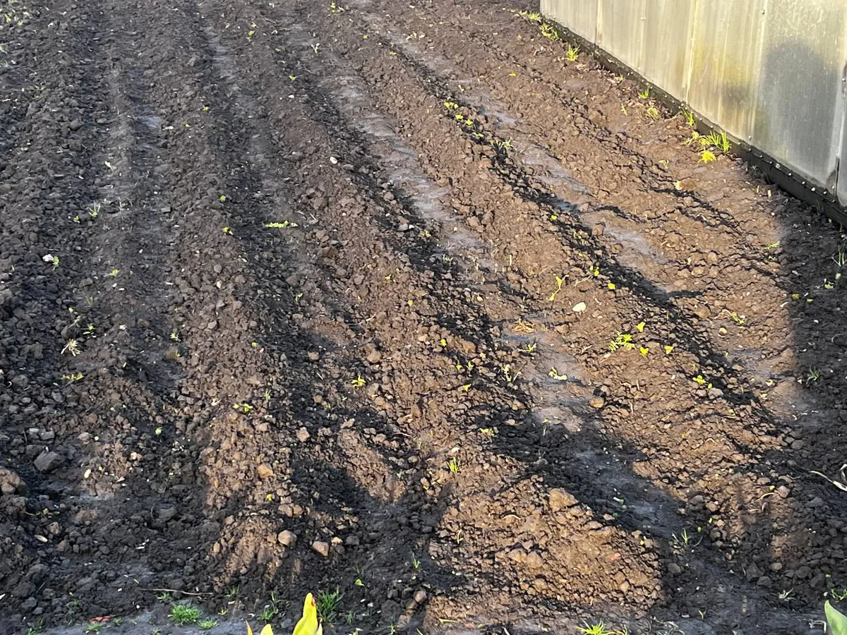 Посадите эти 4 растения рядом с картошкой - колорадские жуки будут бежать без оглядки