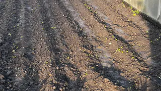 Посадите эти 4 растения рядом с картошкой - колорадские жуки будут бежать без оглядки