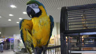 В первый день весны "Трогательный зоопарк" отпразднует новоселье