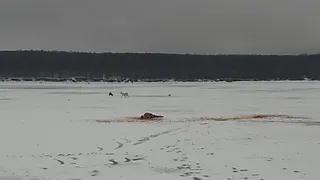 Пробелы в законодательстве привели к трагедии: в Алферьевке косуля стала жертвой бродячих собак