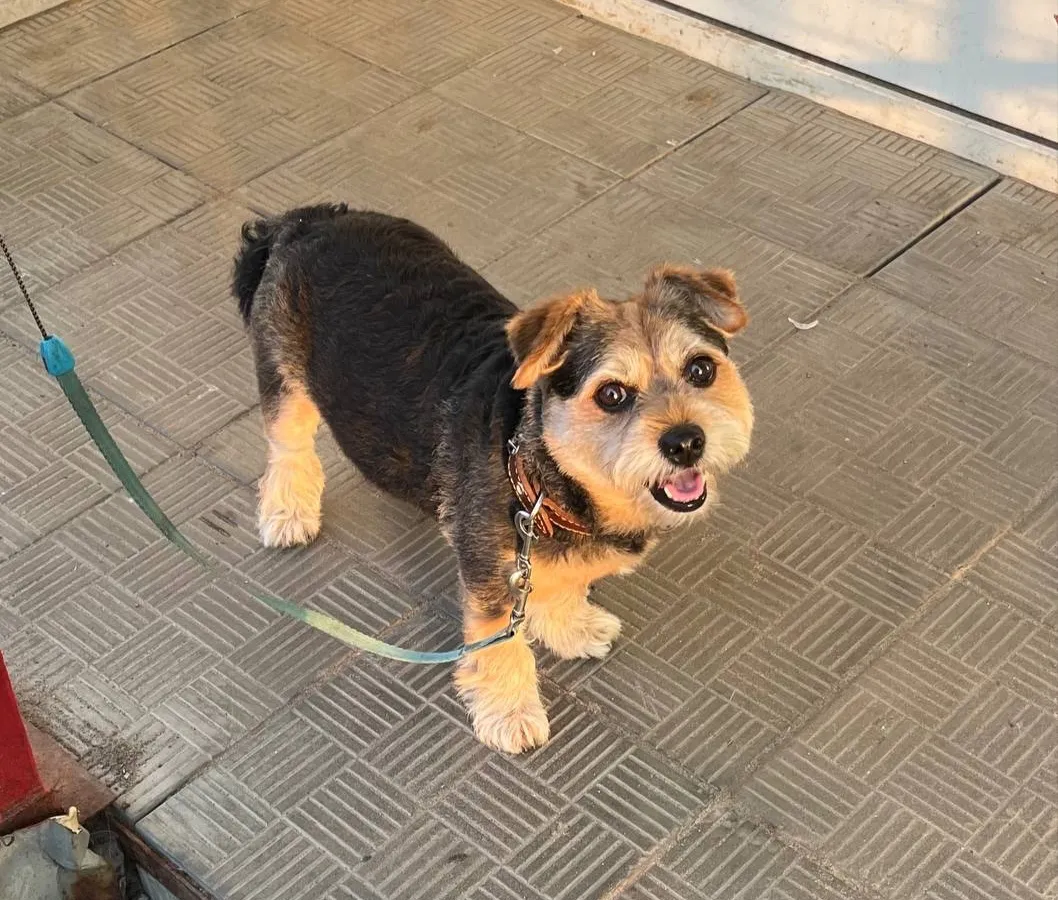 В Магнитогорске ужесточили правила содержания и выгула домашних животных