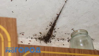 Жителей улицы Пугачева атаковали тараканы и клопы