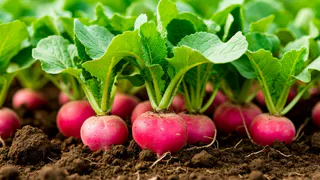 Сентябрьская подкормка для редиса: 5 ложек на ведро — и весной соберёте большой и сочный урожай