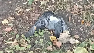 Жительница Рязани обнаружила трупы нескольких птиц