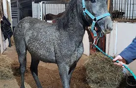 Кировчане спасли обреченного на смерть жеребенка из Коми