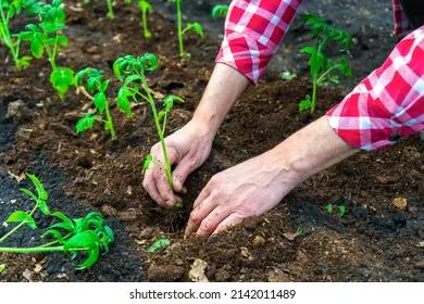 Лунный календарь огородника с 6 по 11 июня