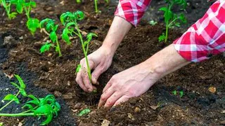 Лунный календарь огородника с 6 по 11 июня