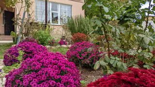 Розы ждут именно этой подкормки в середине лета