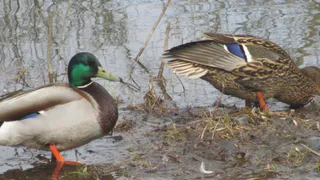 Рязанцы хотят провести экспертизу "Дикой утки"