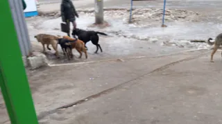 Рязанцы пожаловались на стаю агрессивных собак в районе площади Попова