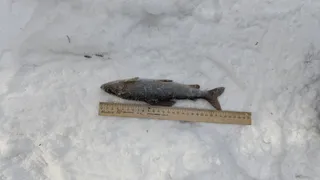 Рыбак поплатился за незаконный улов в заказнике Коми