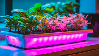 Как обеспечить рассадам помидоров достаточное освещение для крепкого роста