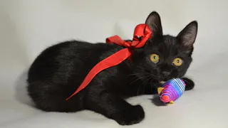 Дай лапку: Матильда, Мишка и Макс в поисках хозяев