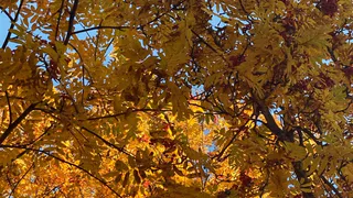 Тепла можете не ждать: в Рязани закончилось "бабье лето"