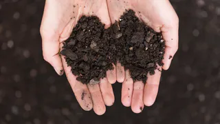 Эта бюджетная крупа превратит почву в чернозем в сентябре: дешево и очень эффективно