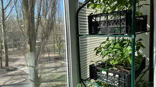 Жаль, что узнала об этом в 40 лет: одна таблетка — и рассада становится толстой и мощной