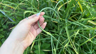 Никогда не сажайте так чеснок: старый советский способ повышает урожайность в 10 раз  - жаль, что его забыли