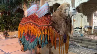 Рязанский верблюд стал звездой