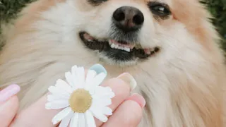 В Сапожковском районе ветеринары удалили щенку рудиментарные пальцы