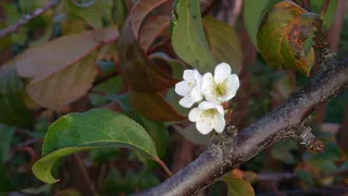 Жаль, что померзнут: в Рыбновком районе расцвели алыча и жимолость