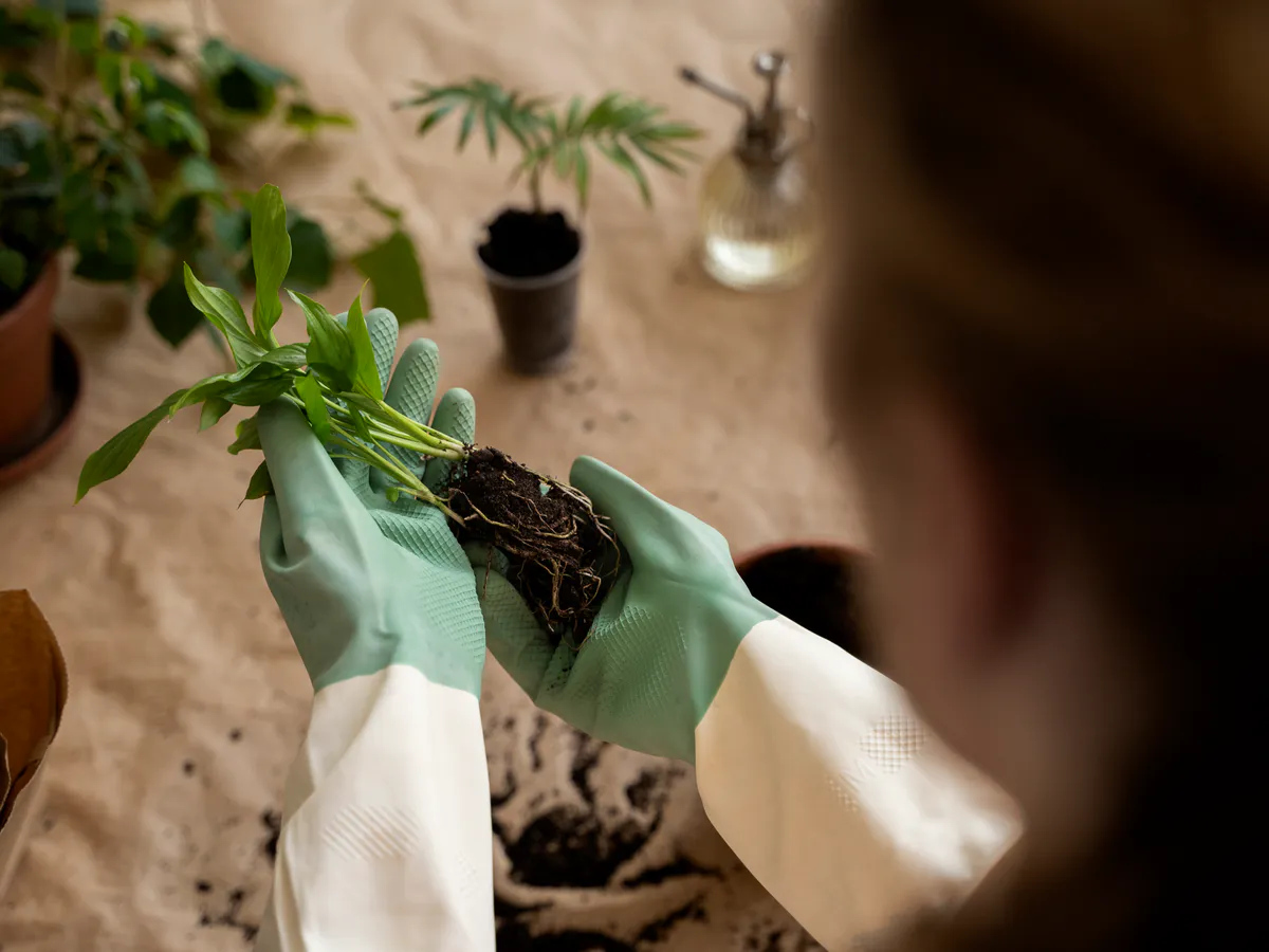 Не в воду: после "корневина" сую черенок в другое вещество — корни растут даже у "чахликов"
