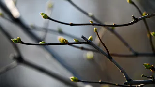 В Рязанской области 13 апреля ожидается дождь и 18 градусов тепла