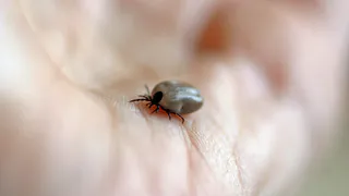 «Не надо ни монеток ни ниток»: Как опытные лесники легко удаляют впившихся клещей