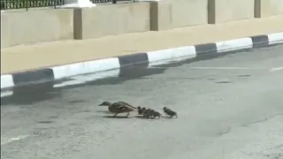 В центре Рязани сняли переходивших дорогу утят