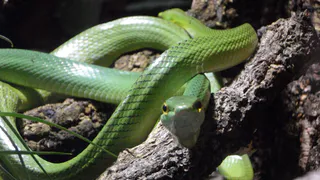 Змея принесёт счастье на кончике хвоста: Павел Глоба назвал 3 знака, которым символ года преподнесет фантастический 2025