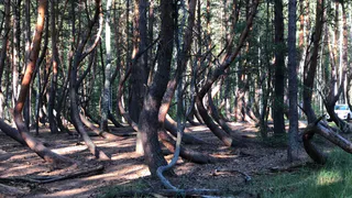 Новая достопримечательность: в Рязани установят памятник танцующему лесу