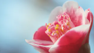 Сирень и вейгела не нужны: этот кустарник украшает сад круглый год, а цветет с лета до зимы