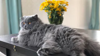 Внимательно следите за поведением кошки: главный признак глистов, который вы точно не пропустите