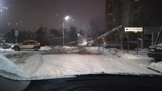 Фото-факт: В Горроще дерево рухнуло на проезжую часть