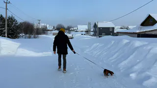 В Казани ветеринары начали патрулировать парки и штрафовать владельцев собак без чипов