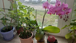 Бросьте сейчас в грунт семечки: к 8 Марта в горшке появится цветущий кустик – красивые бутоны круглый год