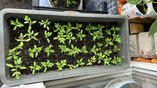 Посеете семена не в те дни — получите хилую рассаду: календарь решает всё