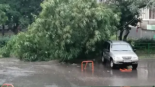 Первые последствия дождя: на Новоселов рухнуло дерево