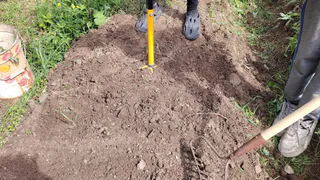 Забудьте про горчицу и фацелию: этот сидерат делает почву в разы рыхлее червей и плодороднее любых удобрений