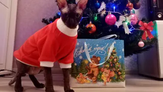 10 преданных пород кошек, которые не разменяют хозяина на кусок колбасы