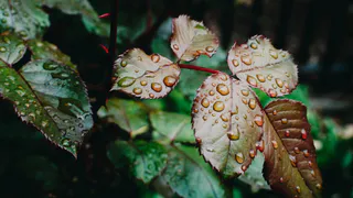О погоде в Рязани - и снова дожди и грозы