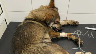 Избивший собаку 28-летний житель Рыбного задержан 