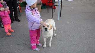 В Рязанской области щенок с бешенством укусил ребенка