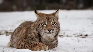 В Петушинском районе предупредили о потенциальной угрозе бешенства от краснокнижной рыси