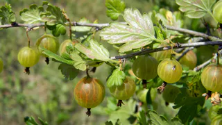 Пока земля сильно не остыла: какие растения осенью приживаются лучше, чем весной