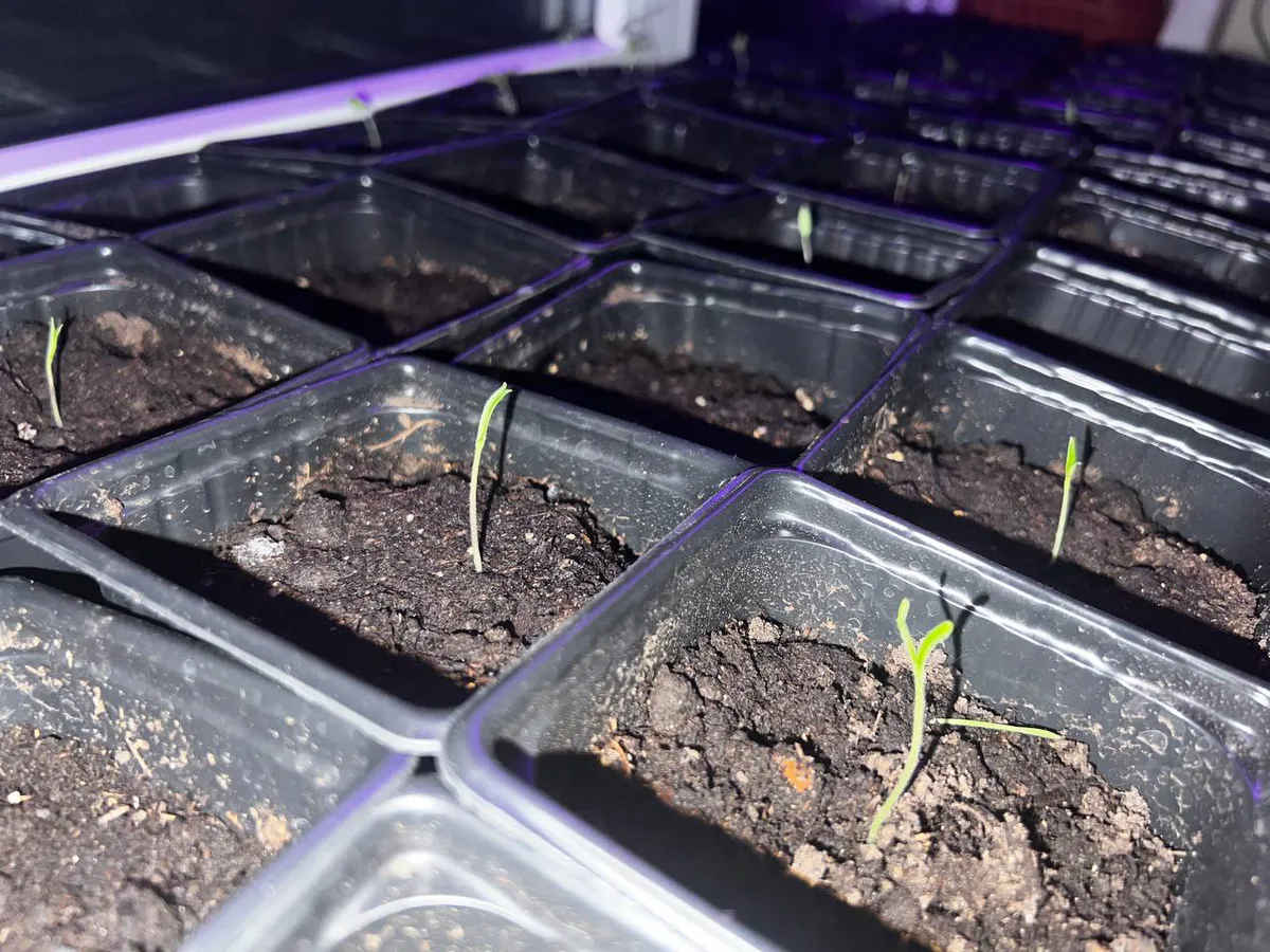 3 грамма порошка – и рассада прёт как на дрожжах: не стебли, а толстые канаты