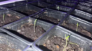 3 грамма порошка – и рассада прёт как на дрожжах: не стебли, а толстые канаты