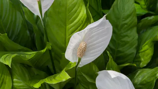 В июне спатифиллум умоляет только об этой подкормке: 2 мл в воду — и листья зеленее травы, белые цветоносы прут наперегонки