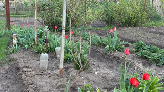 10 г отправляю в воду — лилии начинают цвести как ужаленные: рецепт моей подкормки