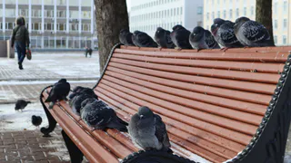 Мороз, но с ярким солнцем: температурный прогноз для Чувашской области